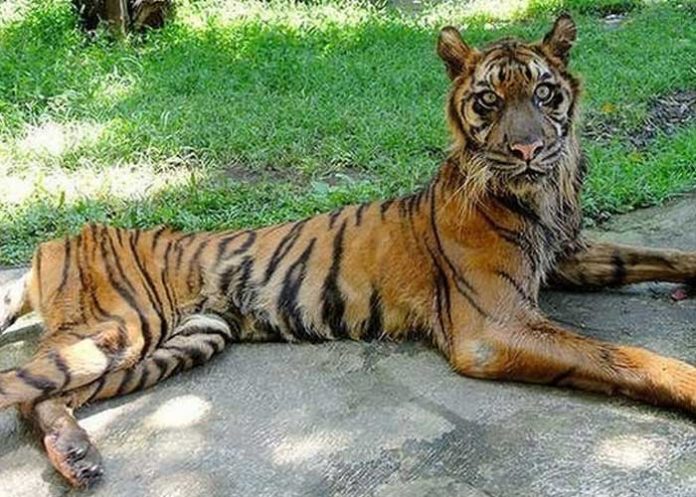 tigre-b