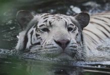 El Salvador: Tigre blanco ataca a cuidador y le provoca la muerte