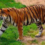 sudafrica, tigre, ataque, parque,