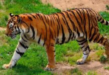 sudafrica, tigre, ataque, parque,