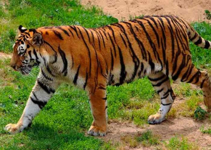 sudafrica, tigre, ataque, parque,