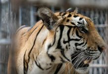 China: Un tigre mata a una mujer delante de su familia