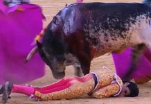 Torero español muere al sufrir corneada en el tórax