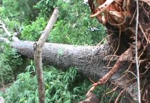 Tornado sólo deja el susto y daños materiales