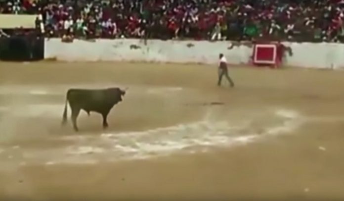 toro2