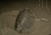 Espectacular arribo de tortugas en Rivas