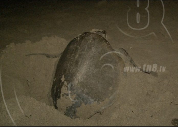 tortt2