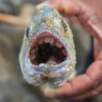 sri lanka, incendio, barco, tortugas,