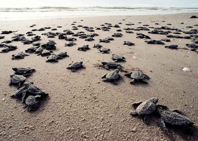 Foto: Tortugas marinas en Nicaragua/Cortesía