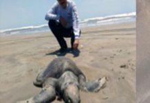 Investigan muerte de 30 tortugas en costas de México