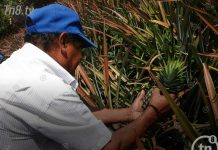 Implementan mejores técnicas para la producción