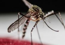 Uruguay: Aprueban proyecto para controlar al mosquito