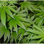 Uruguay reglamentó cultivo de cannabis para uso industrial reglamentacion de cultivo