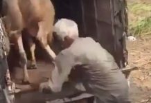 Hombre murió tras recibir patada de un toro