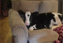 Conoce a Goliath, la vaca loca que se cree perro