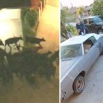 40 vacas escapan de un matadero y desatan el caos en Los Ángeles estados unidos, vacas, animales, caos,