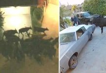 40 vacas escapan de un matadero y desatan el caos en Los Ángeles estados unidos, vacas, animales, caos,