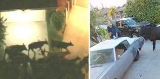 estados unidos, vacas, animales, caos,
