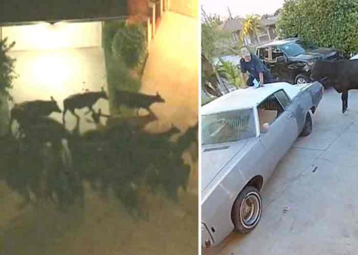 estados unidos, vacas, animales, caos,