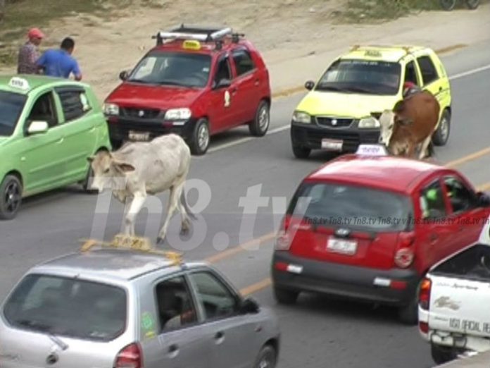 vacas