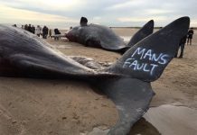 Reino Unido: Mueren varados tres cachalotes
