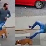 viral, redes sociales, insolito, atropello, perro, peaton, video, mundo,