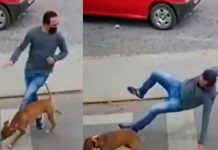 Video: Cachorro a toda velocidad “atropella” a un hombre y cautiva las redes viral, redes sociales, insolito, atropello, perro, peaton, video, mundo,