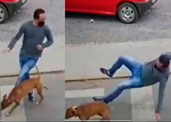 viral, redes sociales, insolito, atropello, perro, peaton, video, mundo,