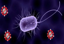 Crean la primera bacteria sintética resistente a los virus