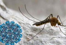 españa, virus del nilo, enfermedades,