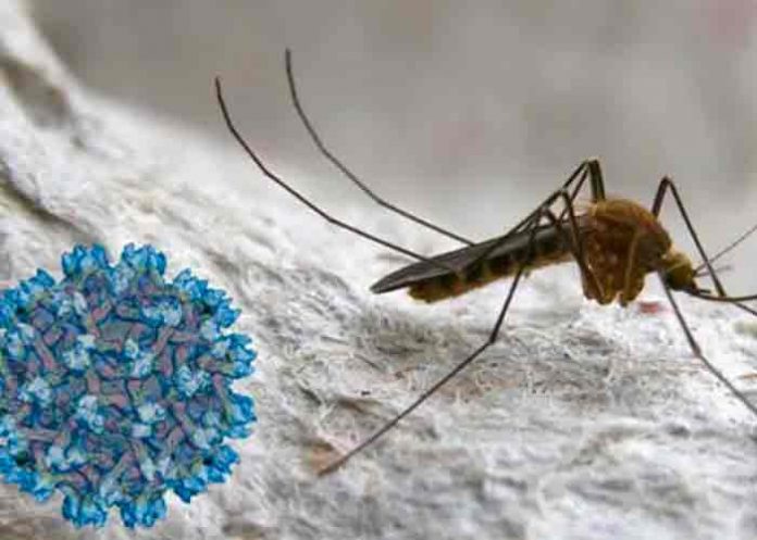 españa, virus del nilo, enfermedades,