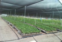 Inauguran empresa de viveros a gran escala en Nicaragua