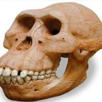 hombre, Hombre Dragón, cráneo, Homo Sapiens