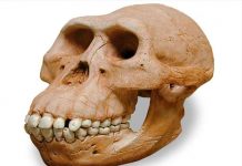 Científicos descubren al ‘Hombre Dragón’: el hermano del «Homo Sapiens» hombre, Hombre Dragón, cráneo, Homo Sapiens