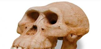 hombre, Hombre Dragón, cráneo, Homo Sapiens