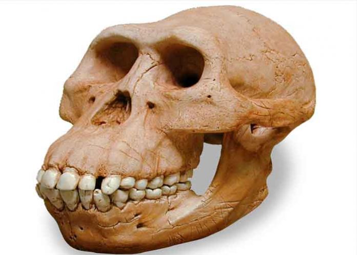 hombre, Hombre Dragón, cráneo, Homo Sapiens