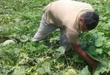 Sector agropecuario espera crecer un 5%