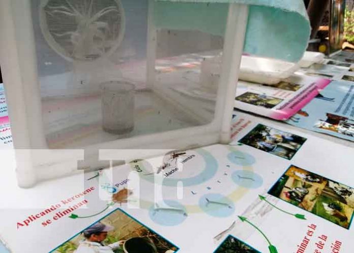 zancudo-3 nicaragua, managua, zancudos, fumigacion, eliminacion,