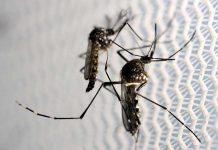 OMS cataloga al zika como emergencia internacional