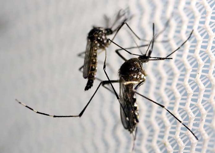 zika-1