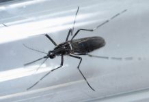 Zika también podría causar Encefalomielitis Diseminada Aguda