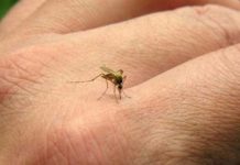 Primer caso de niño con microcefalia causado por zika en Colombia