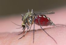 Virus del zika se extiende