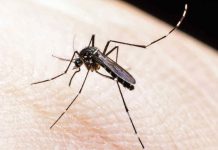 Realizarán en Cuba encuentro regional sobre el zika