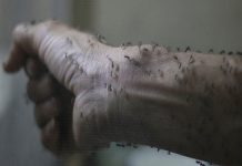 Primer contagio de zika en Dinamarca