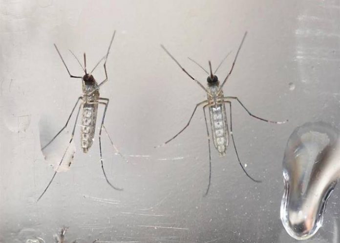 zika-7