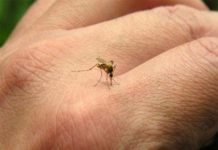 Primer caso de zika en Trinidad y Tobago