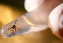 Brasil: Reportan 55 casos nuevos de microcefalia vinculados con el zika