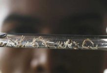 Chile declararía alerta sanitaria por mosquito transmisor del Zika
