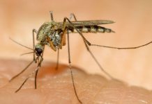 Casos del zika detectado en Guinea-Bisáu son de una cepa distinta